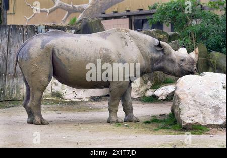 spitzmaulnashorn-im-zoo-krefeld-tiere-im-zoo-krefeld-spitzmaulnashorn-black-rhino-at-krefeld-zoo-animals-at-krefeld-zoo-black-rhino-2x1t7jd.jpg