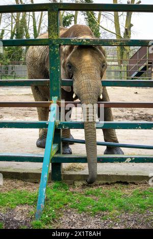 African Elephant looking through the enclosure gate taken at Howletts Wild Animal Park Stock Photo