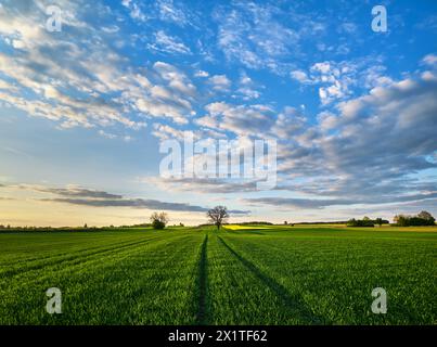 Rural landscape of green wheat field under blue sky with wispy clouds Stock Photo