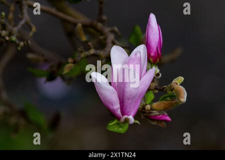 A pink magnolia flower opening up with a closed bud behind. Stock Photo