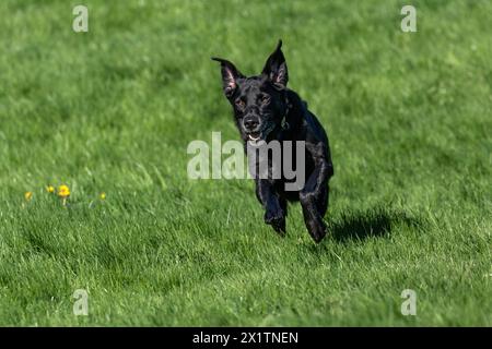 A black labrador retriever running through a meadow. The dog is full of life, energetic and happy. Stock Photo