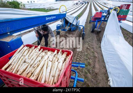 Tieplitz, Germany. 18th Apr, 2024. Romanian harvest workers are out and about with so-called asparagus spiders in a field belonging to the agricultural company Mecklenburger Frische, harvesting fresh asparagus. The asparagus harvest has begun in Mecklenburg-Western Pomerania and many other federal states. In the north-east, white asparagus was grown on an area of 142 hectares in 2023. With a total of 606 tons, this was an average yield of 4.2 tons per hectare. Credit: Jens Büttner/dpa/Alamy Live News Stock Photo