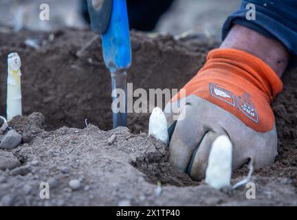 Tieplitz, Germany. 18th Apr, 2024. Romanian harvest workers are currently harvesting fresh asparagus in a field belonging to the agricultural company Mecklenburger Frische. The asparagus harvest has started in Mecklenburg-Vorpommern and many other federal states. In the north-east, white asparagus was grown on an area of 142 hectares in 2023. With a total of 606 tons, this was an average yield of 4.2 tons per hectare. Credit: Jens Büttner/dpa/Alamy Live News Stock Photo