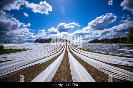 Tieplitz, Germany. 18th Apr, 2024. The asparagus stems in a field belonging to the agricultural company Mecklenburger Frische are covered with protective film. The asparagus harvest has started in Mecklenburg-Vorpommern and many other federal states. In the north-east, white asparagus was grown on an area of 142 hectares in 2023. With a total of 606 tons, this was an average yield of 4.2 tons per hectare. Credit: Jens Büttner/dpa/Alamy Live News Stock Photo