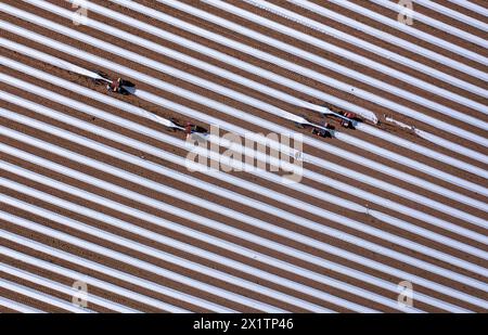 Tieplitz, Germany. 18th Apr, 2024. Romanian harvest workers are out and about with so-called asparagus spiders on a field belonging to the agricultural company Mecklenburger Frische, harvesting fresh asparagus. (Aerial view with a drone) The asparagus harvest has started in Mecklenburg-Western Pomerania and many other federal states. In the north-east, white asparagus was grown on an area of 142 hectares in 2023. With a total of 606 tons, this was an average yield of 4.2 tons per hectare. Credit: Jens Büttner/dpa/Alamy Live News Stock Photo