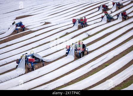 Tieplitz, Germany. 18th Apr, 2024. Romanian harvest workers are out and about with so-called asparagus spiders on a field belonging to the agricultural company Mecklenburger Frische, harvesting fresh asparagus. (Aerial view with a drone) The asparagus harvest has started in Mecklenburg-Western Pomerania and many other federal states. In the north-east, white asparagus was grown on an area of 142 hectares in 2023. With a total of 606 tons, this was an average yield of 4.2 tons per hectare. Credit: Jens Büttner/dpa/Alamy Live News Stock Photo