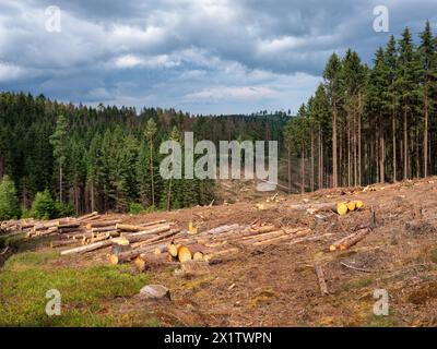 Spruce clear-cutting in the forest after bark beetle infestation, Franconian Forest, Upper Franconia, Bavaria, Germany Stock Photo