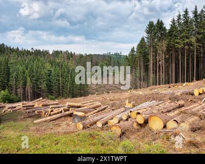 Spruce clear-cutting in the forest after bark beetle infestation, Franconian Forest, Upper Franconia, Bavaria, Germany Stock Photo
