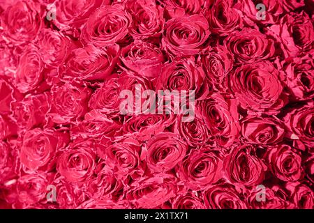 Backdrop of pink roses, Flowers wall background,Wedding decoration. High quality photo Stock Photo