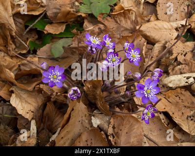 Liverworts on foliage, Hepatica nobilis, leafy heath, Bad Duerrheim, Baden-Wuerttemberg, Germany Stock Photo