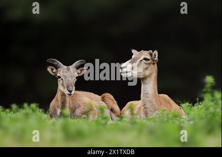 European mouflon (Ovis gmelini musimon, Ovis orientalis musimon), male and female, Saxony, Germany Stock Photo