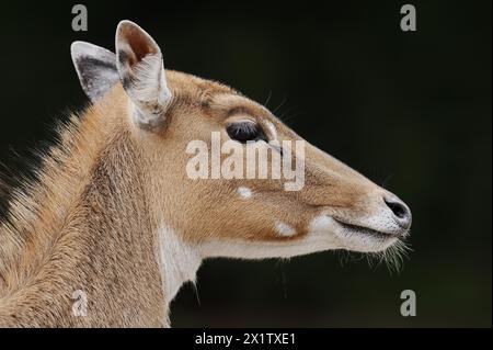 Nilgai (Boselaphus tragocamelus), female, portrait, captive, occurrence in Asia Stock Photo