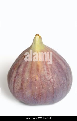 Real fig or fig tree (Ficus carica), ripe fig against a white background Stock Photo