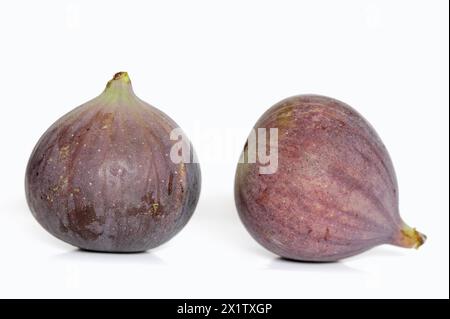 Real fig or fig tree (Ficus carica), ripe figs against a white background Stock Photo