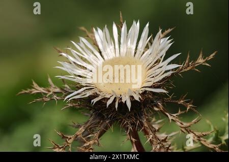 Silver thistle (Carlina acaulis ssp. simplex), flower, North Rhine-Westphalia, Germany Stock Photo