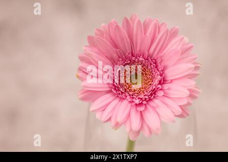 Single pastel pink Transvaal daisy against a soft focus background providing a simple flower image in pink and white with copy space and hi-res Stock Photo