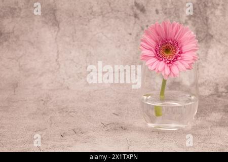 Pink Transvaal daisy in a glass against a white and grey chalk effect background with copy space left Stock Photo