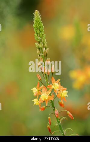 Cattail plant or stilt bulbine (Bulbine frutescens, Anthericum frutescens), inflorescence, native to South Africa, ornamental plant, North Stock Photo