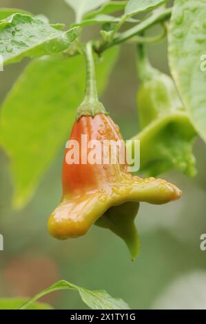 Pepper or bell chilli (Capsicum baccatum), fruit on a white background ...
