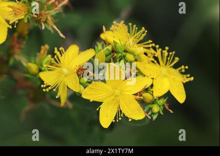 Imperforate st john's-wort (Hypericum maculatum), flowers, North Rhine-Westphalia, Germany Stock Photo