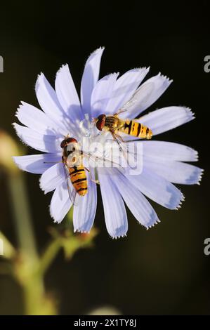 Common chicory (Cichorium intybus), flower and common marmalade hoverfly (Episyrphus balteatus), North Rhine-Westphalia, Germany Stock Photo