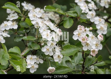 Hawthorn (Crataegus monogyna, blossoms, Emsland, Lower Saxony, Germany Stock Photo
