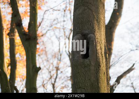 Deadwood structure Cave in deciduous forest, cave with lateral overhangs, important habitat for insects and birds, North Rhine-Westphalia, Germany Stock Photo