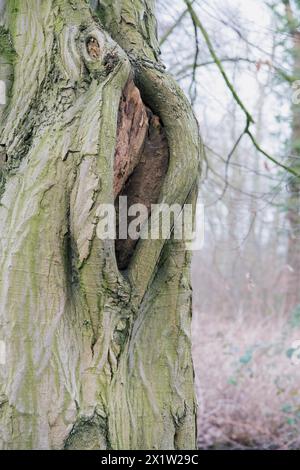 Deadwood structure Cave in deciduous forest, cave with lateral overhangs, important habitat for insects and birds, North Rhine-Westphalia, Germany Stock Photo