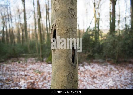 Deadwood structure Cave in deciduous forest, two caves on one trunk, important habitat for insects and birds, North Rhine-Westphalia, Germany Stock Photo