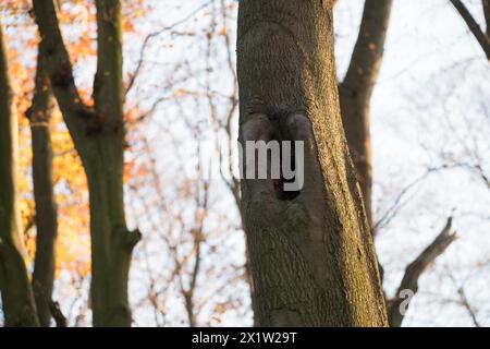 Deadwood structure Cave in deciduous forest, cave with lateral overhangs, important habitat for insects and birds, North Rhine-Westphalia, Germany Stock Photo