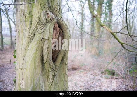 Deadwood structure Cave in deciduous forest, cave with lateral overhangs, important habitat for insects and birds, North Rhine-Westphalia, Germany Stock Photo