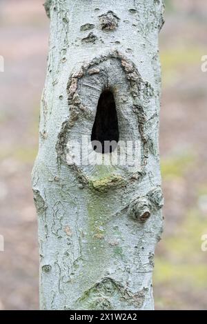 Deadwood structure Cave in deciduous forest, small cave on thin trunk, important habitat for insects and birds, North Rhine-Westphalia, Germany Stock Photo