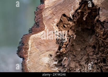 Deadwood structure Cave in deciduous forest, close-up with clearly visible feeding marks, important habitat for insects and birds, North Stock Photo