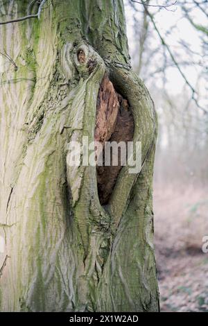 Deadwood structure Cave in deciduous forest, cave with lateral overhangs, important habitat for insects and birds, North Rhine-Westphalia, Germany Stock Photo