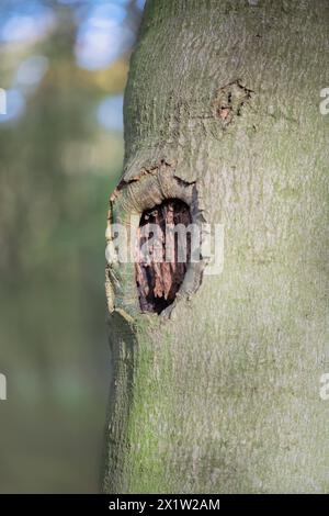 Deadwood structure Cave in deciduous forest, small cave in the process of formation, important habitat for insects and birds, North Rhine-Westphalia Stock Photo