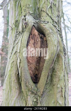 Deadwood structure Cave in deciduous forest, cave with lateral overhangs, important habitat for insects and birds, North Rhine-Westphalia, Germany Stock Photo