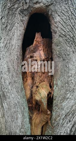 Deadwood structure Cave in deciduous forest, view of cave in the process of formation, important habitat for insects and birds, North Stock Photo