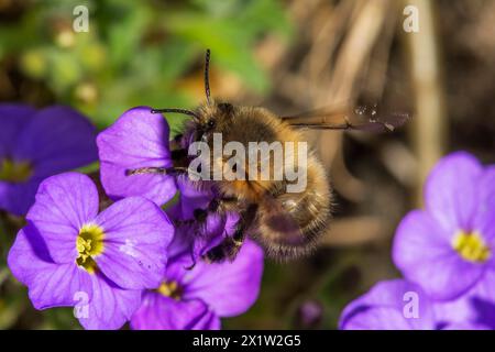 A hairy-footed flower bee (Anthophora plumipes) collects pollen on blue cushion flowers (Aubrietta) in a natural environment Baden-Wuerttemberg Stock Photo