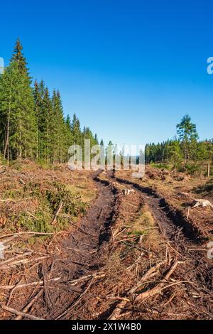 Clearcutting by a spruce forest Stock Photo - Alamy