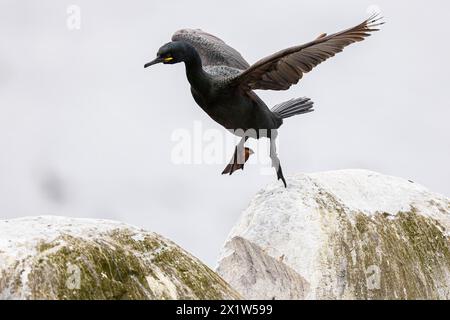 Common shag (Phalacrocorax aristotelis) hopping on a rock, Hornoya Island, Vardo, Varanger, Finnmark, Norway Stock Photo