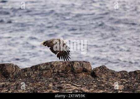 White-tailed eagle (Haliaeetus albicilla), adult bird flying over rocks, Varanger, Finnmark, Norway Stock Photo