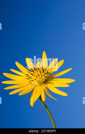 Close-up of yellow Silphium terebinthinaceum, Prairie Dock flower against a blue sky in summer, Quebec, Canada Stock Photo