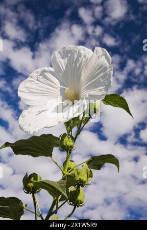 Close-up of white perennial Hibiscus flower plant with green leaves and unopened buds against a blue sky with cumulus clouds in summer, Quebec, Canada Stock Photo