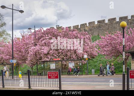 A bus stop underneath historic city walls. Seated passengers wait for a bus while others walk past and cherry blossom trees line the embankment. Stock Photo