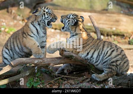 Two young tigers showing their paws while playing on a tree trunk, Siberian tiger, Amur tiger, (Phantera tigris altaica), cubs Stock Photo