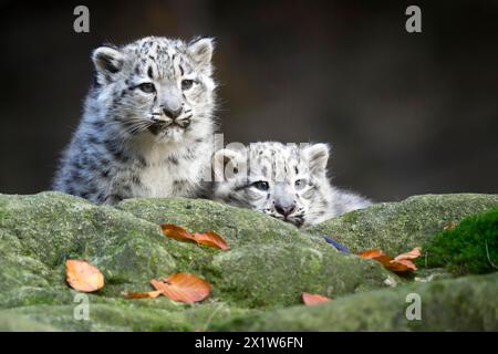 Two snow leopard cubs sitting next to each other on a rock, snow leopard, (Uncia uncia), young Stock Photo