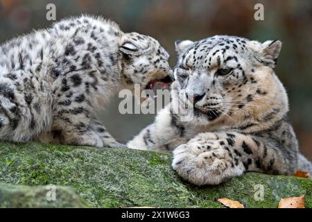 Two snow leopards interacting playfully on a rocky outcrop, snow leopard, (Uncia uncia), young Stock Photo