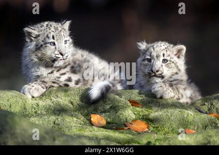 Two snow leopard cubs resting on a rock surrounded by foliage, Snow leopard, (Uncia uncia), young Stock Photo