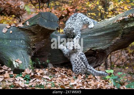 Two young snow leopards playfully tussling on a fallen tree trunk with autumn leaves, snow leopard (Uncia uncia), young Stock Photo