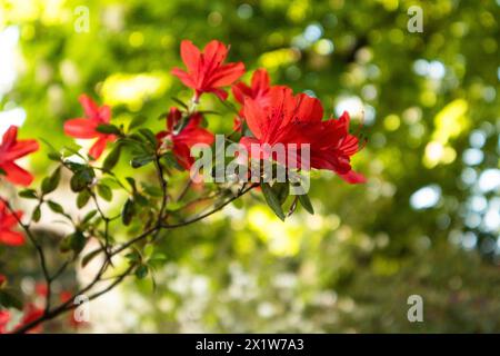 Large red-pink flower buds on a blooming shrub in a spring botanical garden. A pink rododendron in full bloom in springtime. Branch of blooming tree. Stock Photo